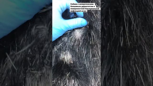 Аллергический блошиный дерматит и поверхностная пиодерма у собаки смотреть онлайн