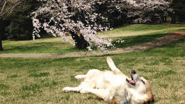 Собачки и сакура показ слайдов 2015! смотреть онлайн
