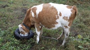 Раздуло бычка. Решили проблему без ветврачей.