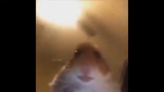 хомяк смотрит в камеру под качающую бассуху 🤣🤣😂🤣😂 смотреть онлайн