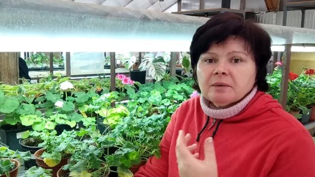 Пеларгонии зимой. Чем помочь.