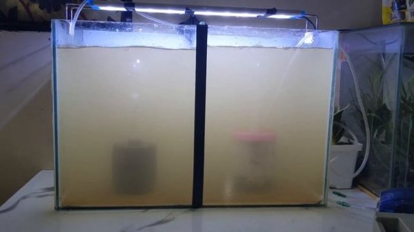 Sponge Filter VS Homemade Filter / Fish Tank Filter