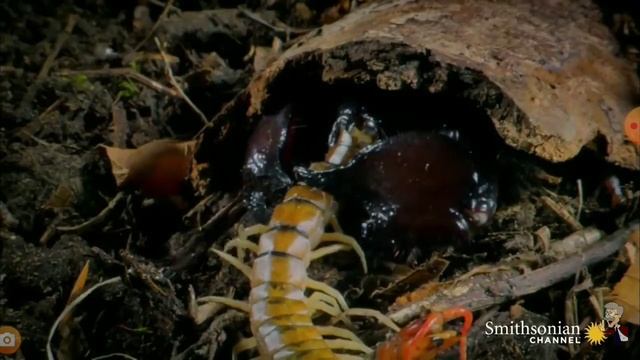 Скорпион против рака//на что способен скорпион//скорпион против ядовитого паука// смотреть онлайн