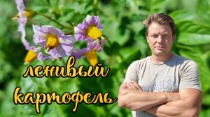 ленивый способ выращивания картошки не окучиваю ни разу