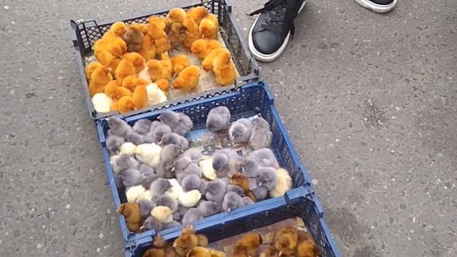 Красивые цыплята орпингтон Красивые породы кур Куры орпингтон Кура орпингтон Видео кур орпингто смотреть онлайн