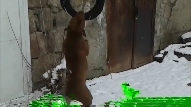 Тренировка Питбуля (бакс) смотреть онлайн