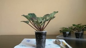 Что делать если у фиалки оголился ствол | Омоложение фиалки | Фиалка-пальма