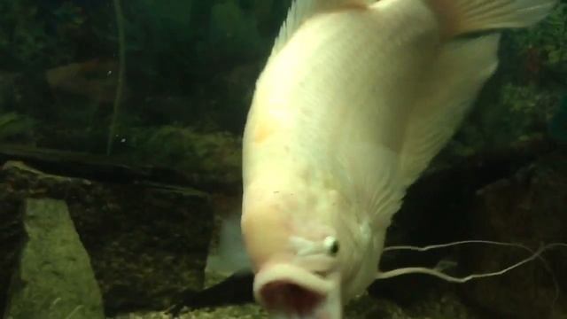 обзор аквариумных рыбок смотреть онлайн