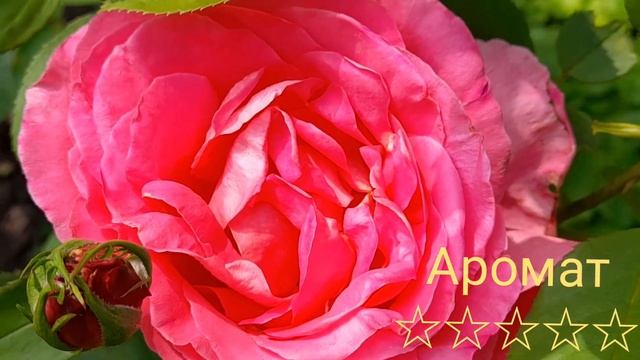Саженцы ароматных роз питомник. Каталог сортов роз, новинки 2023. смотреть онлайн