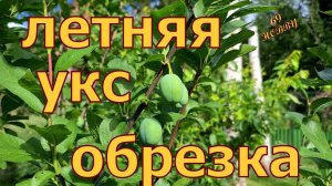 УСЛОВНО - КОЛОННОВИДНАЯ СЛИВА! Тонкости летней обрезки!  Формируем крону