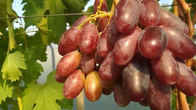 Дынька, Красава. Краткий обзор. смотреть онлайн