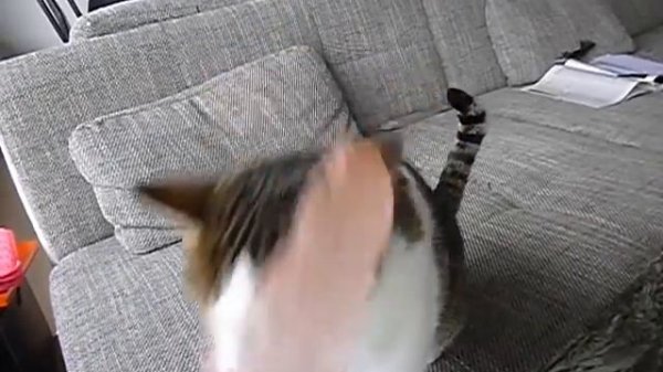 Sushi en de roze veer