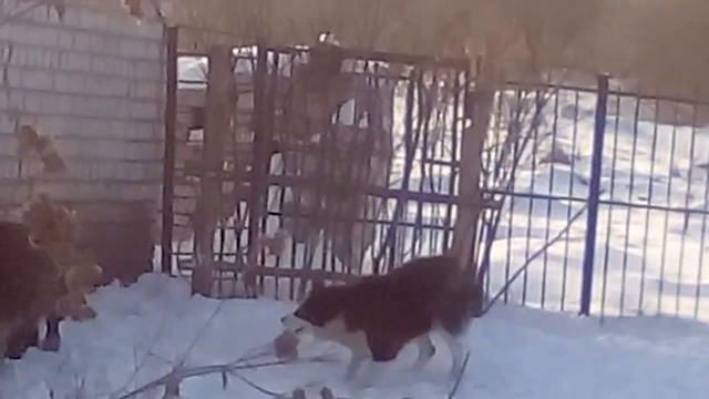 притравка східно сибірської лайки по вольєрному кабану смотреть онлайн