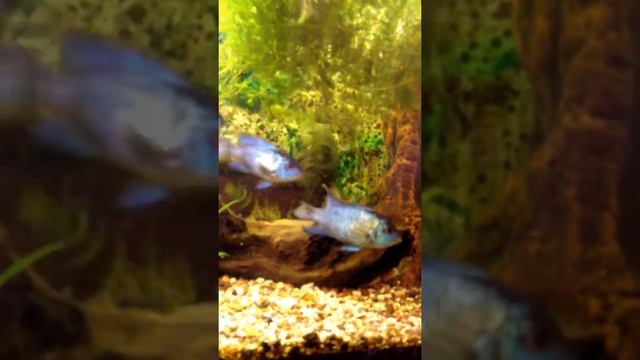 Сомики дерутся смотреть онлайн