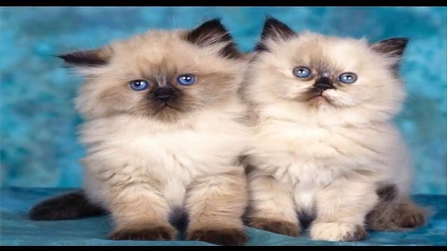 Смешные животные смотреть онлайн