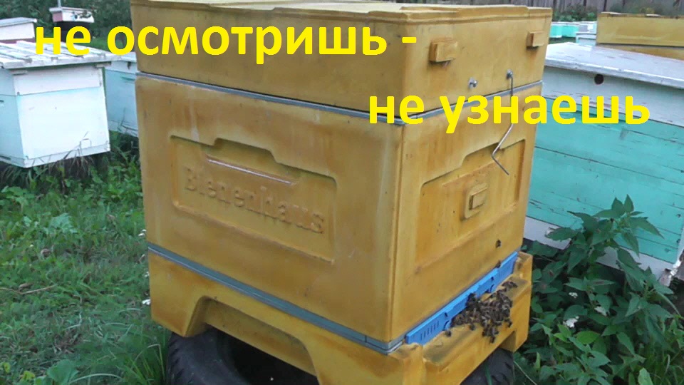 Bienenhaus. Осенняя ревизия семьи