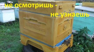 Bienenhaus. Осенняя ревизия семьи