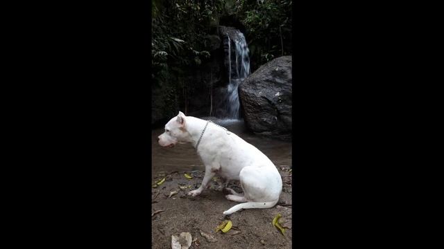 DOGO IN BRAZIL. смотреть онлайн