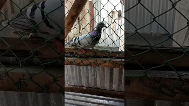 ঘরে ফেরার চেষ্টা смотреть онлайн