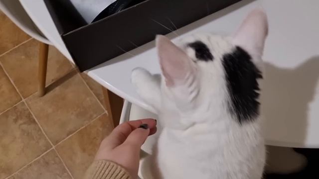 НАМ НУЖНА ЦЕЛЬ, ЧТОБЫ ВСЁ ПЕРЕЖИТЬ?ЗАБРАЛА НОВЫЕ ТУФЛИ? смотреть онлайн