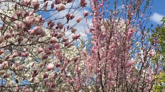 Чудо в Воронеже. Магнолии цветут. В саду Андрея Миляева. Magnolia blossoms. Russia. Voronezh city. смотреть онлайн