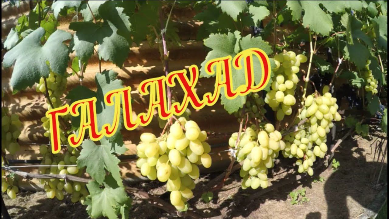 Галахад. Обзор виноградника Вадима Точилина смотреть онлайн