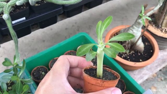 Update of ADENIUM / PACHYPODIUM & ASTRO CAPUT-MEDUSAE | June 2019 смотреть онлайн