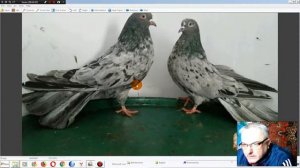 О николаевских торцовых голубях часть 4