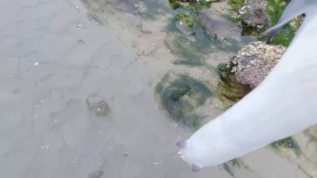 Dig clams on the beach today ,Deep sea giant is stranded｜beachcombing смотреть онлайн