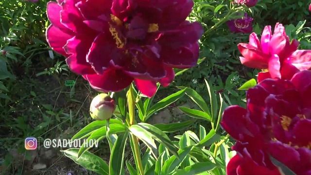 Пион МАРСИАНИН ?? Paeonia MARSIANIN: обзор, описание, цветение, отзыв смотреть онлайн