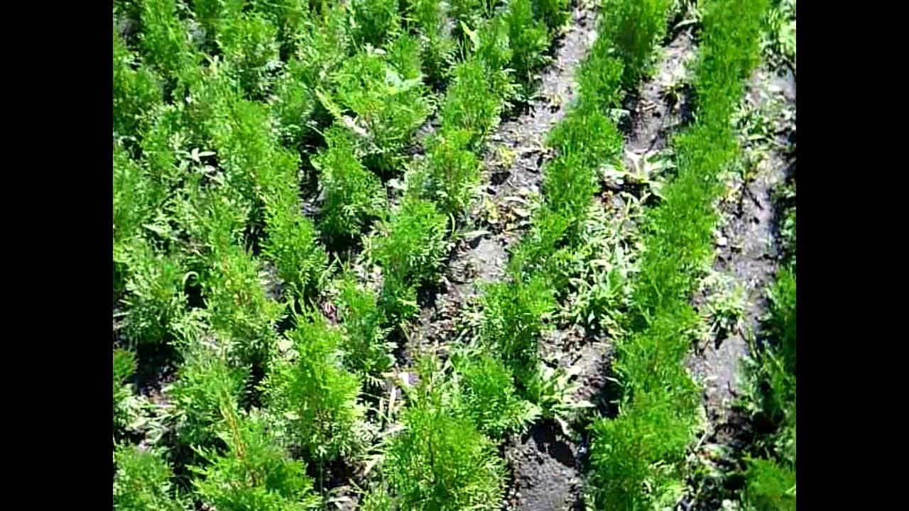 Туя западная колоновидная Колумна 4-ёх летка (осень 2017) смотреть онлайн