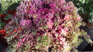 Обязательно посадите это ампельное растение. Портулак ампельный. Быстро растет не надо формировать.