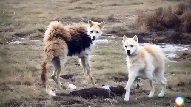 Как нейросеть видит Собак ( Жоско ) смотреть онлайн