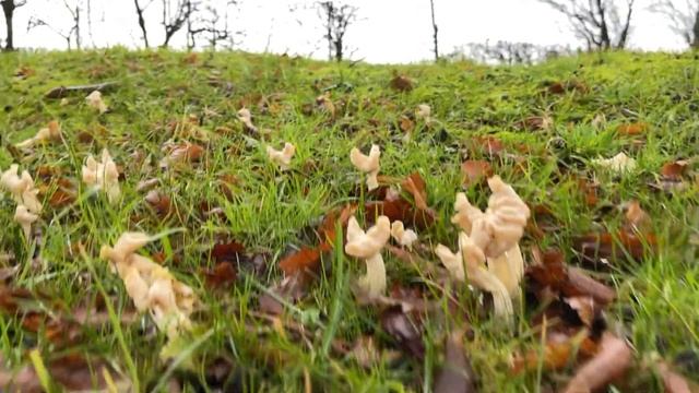 Helvella crispa смотреть онлайн
