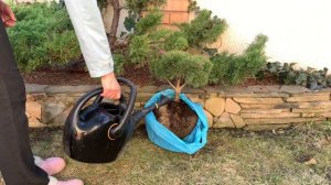 Посадка Сосны на примере Сосны Густоцветковой Окулус Драконис. Сажаю сосну!