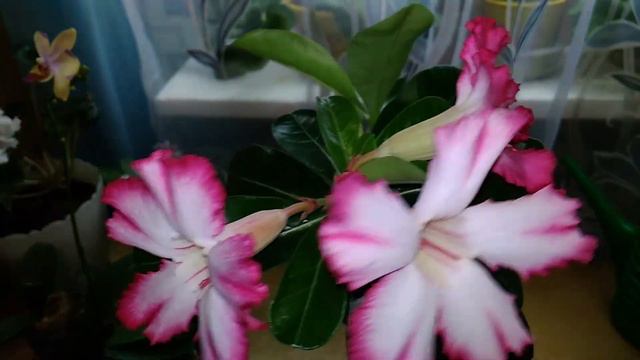 Обзор ЦВЕТЕНИЯ моих АДЕНИУМОВ! смотреть онлайн