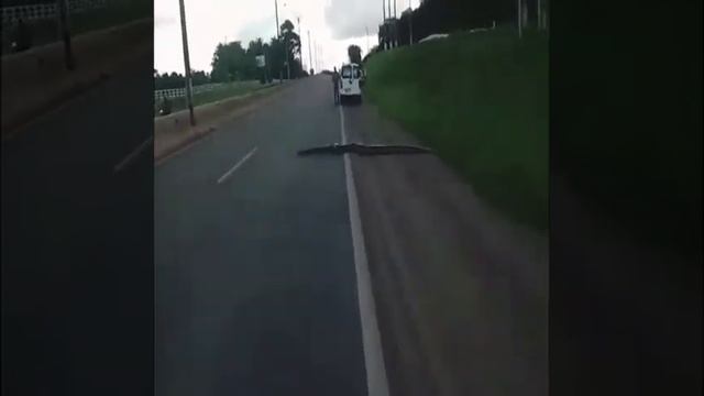 Большая анаконда в амазонии смотреть онлайн
