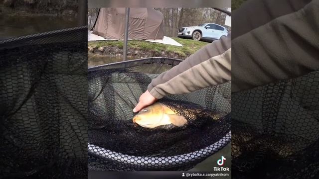 соревнования по ловле карпа смотреть онлайн