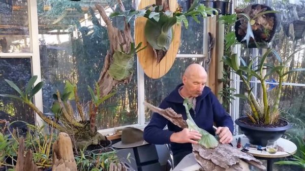 Staghorn Fern Driftwood Remount Platycerium superbum