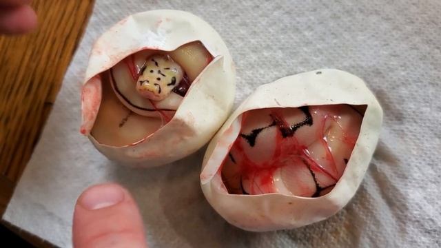 What an Amazing Clown Ball Python Egg Cutting to End 2022! смотреть онлайн