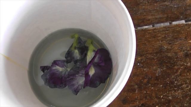 Сама собираю синий чай/ Как растёт baterfly pea в дикой природе/ Где купить в Тае/ Часть 2/2 смотреть онлайн