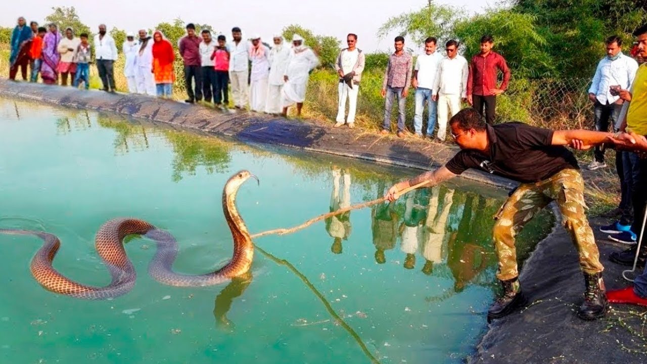 Случаи, Когда Лучше Было не Трогать Животных смотреть онлайн