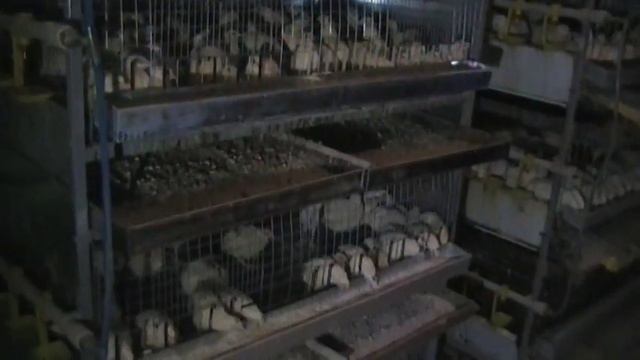 Пересадка Гигантов-молодняка 19дней в подростковые клетки. смотреть онлайн