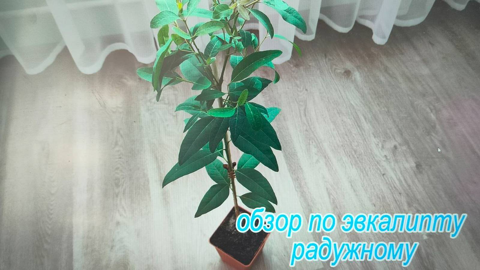 Обзор по эвкалипту "Радужному/Цитодора", Камальдульское дерево смотреть онлайн