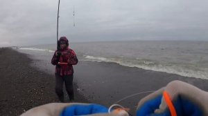 Камчатка, Охотское море, навага и черемша с Лизихитонами.