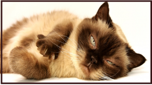 САМЫЕ МИЛЫЕ СОБАЧКИ И СМЕШНЫЕ КОТЫ