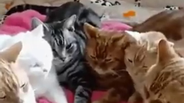 Давайте жить дружно смотреть онлайн