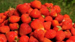 Клубника. Бизнес идея по выращиванию клубники круглый год