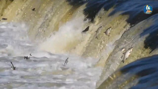 Animal Migration: Fascinating Facts About Animal Migration. смотреть онлайн