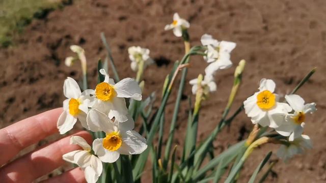 Narcissus Saint Keyne, A Tazetta Daffodil Variety With Contrasting Colours